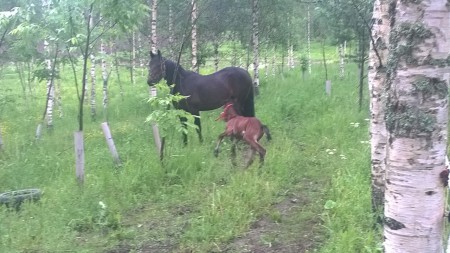 Kändi ja Dingo laitumella  2014